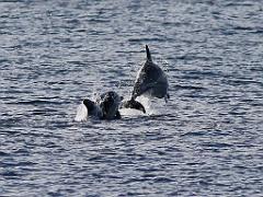 156 ILE DE HOEDIC_000053